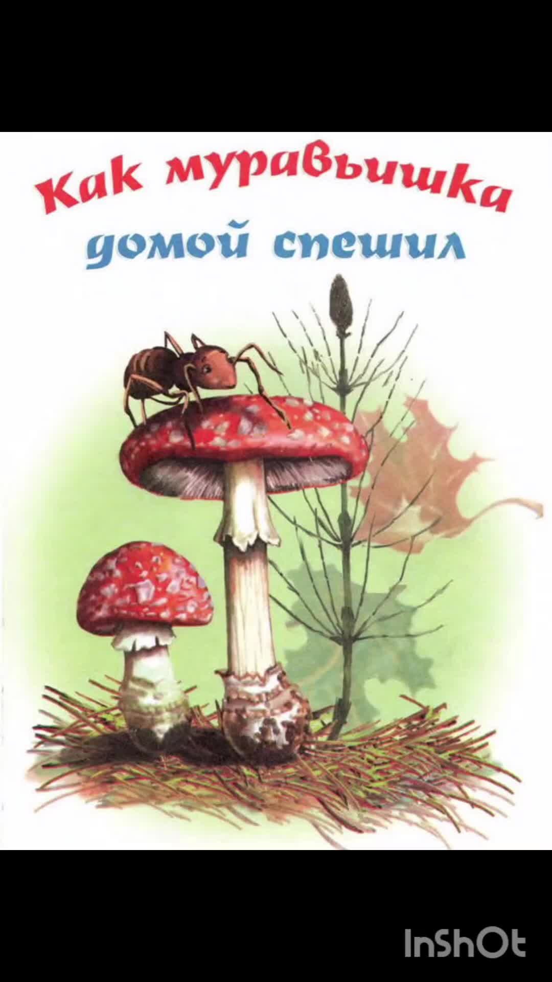 Бианки как муравьишка домой спешил читательский дневник. Бианки в. Как муравьишка домой спешил виталий бианки книга картинки. Как муравьишка домой спешил водомер. "как муравьишка домой спешил".