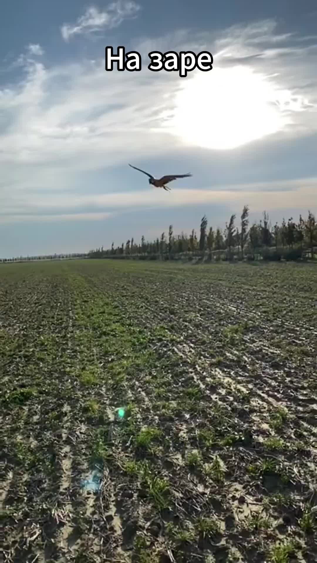 На заре зовут меня