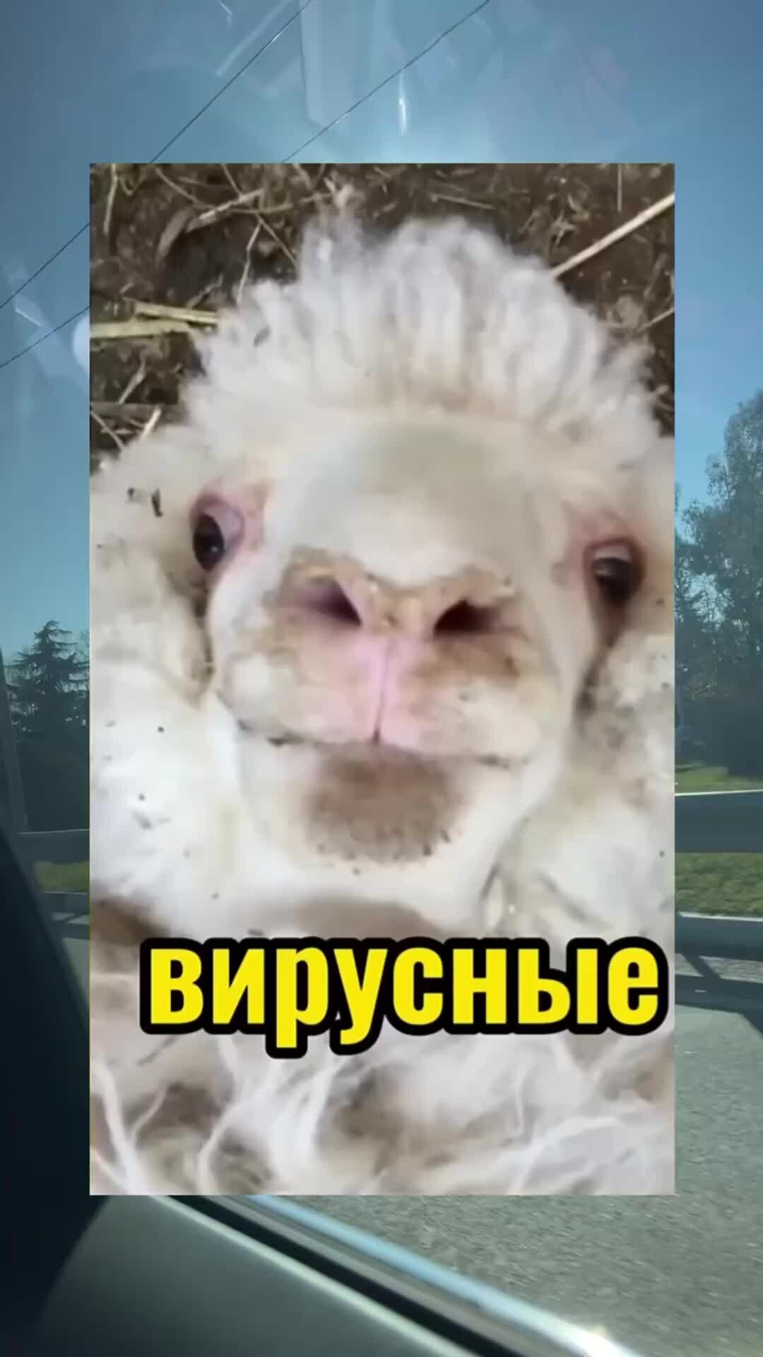 Вирусные видео