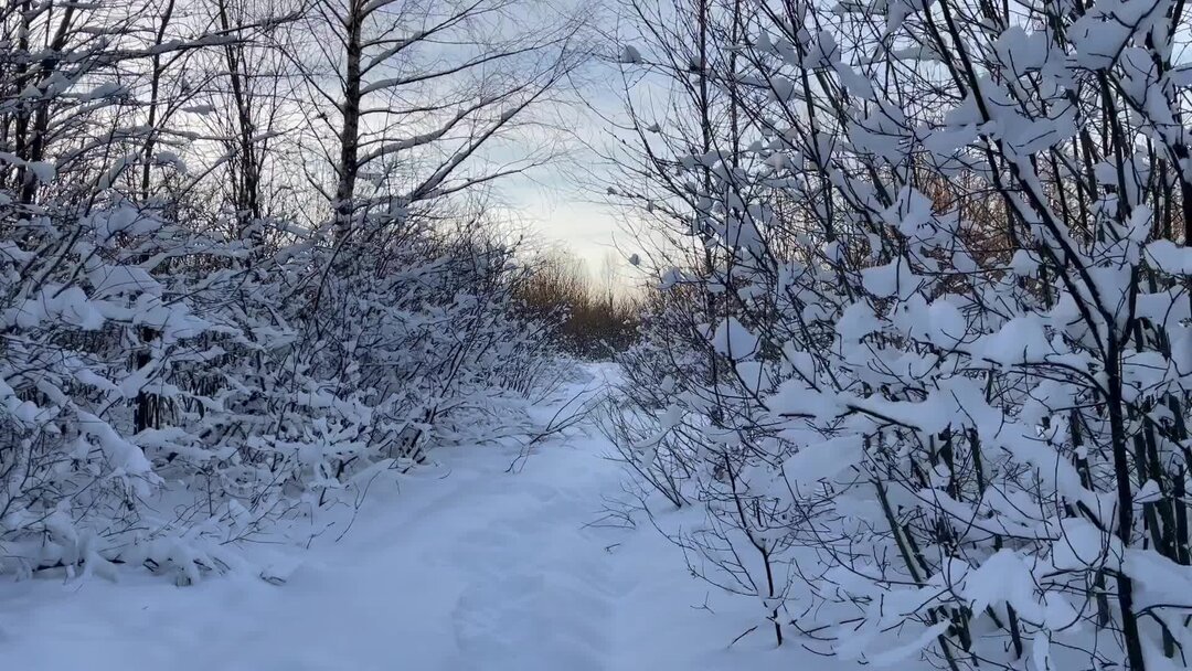 Деревья в лесу снежная пороша