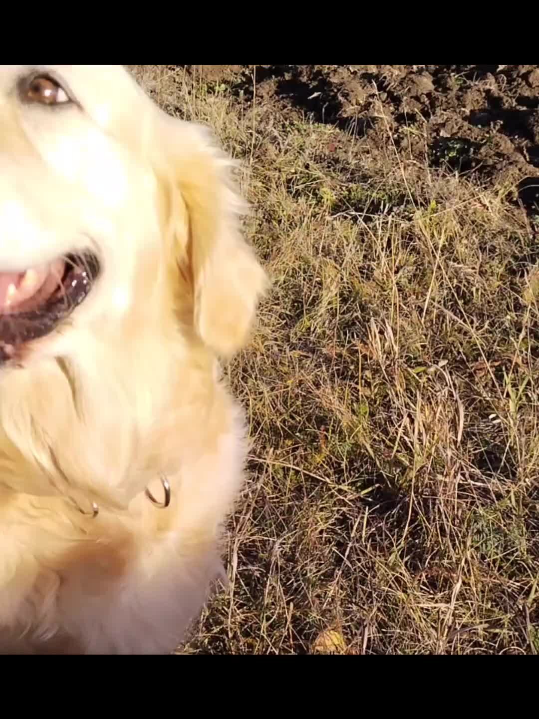 артур сарнофф романтические картины.