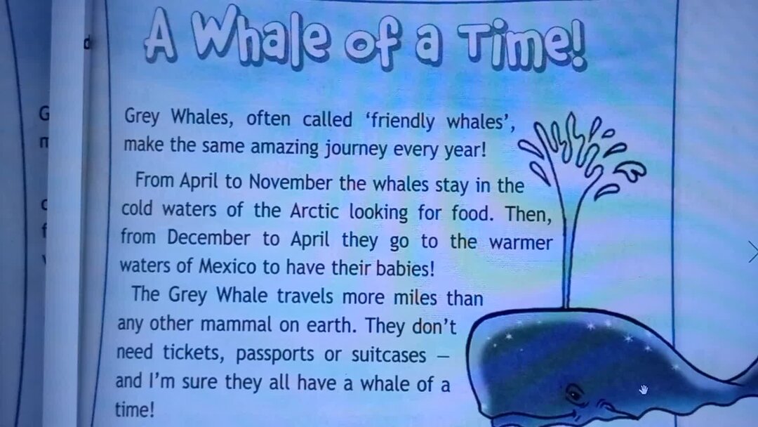 sweet time whale/dinosaur