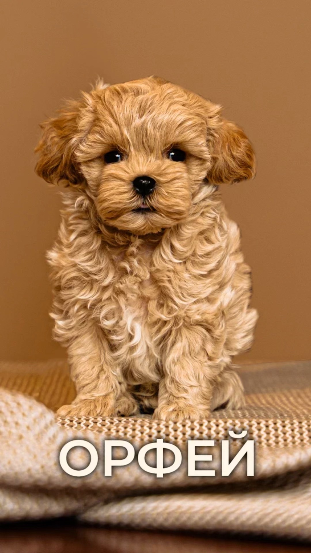 кардиограмма сердца. посмотри назад и сердце биться. сердцебиение влюбленного человека. кардиограмма остановки сердца. моё сердце бьётся.