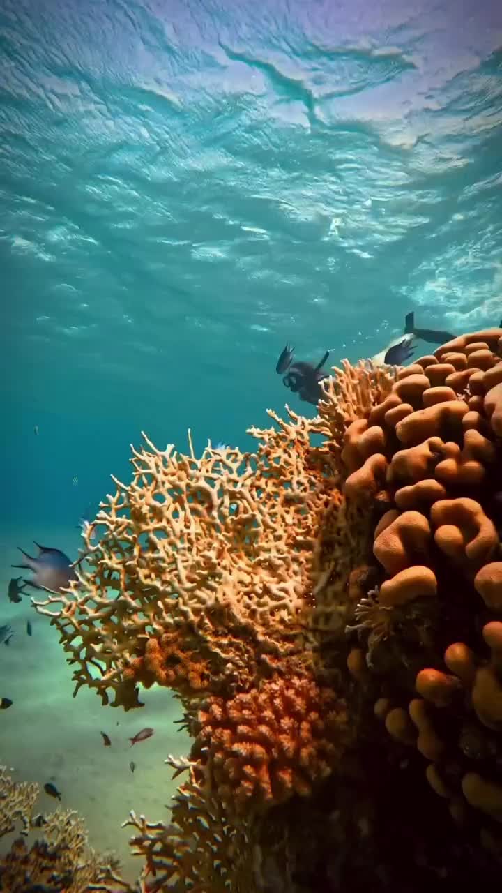 шарм эль шейх наама. Hilton шарм-эль-шейх 5. отель reef oasis blue bay resort 5 египет шарм-эль-шейх. египет санрайз арабиан бич резорт. барон палмс шарм-эль-шейх 16.