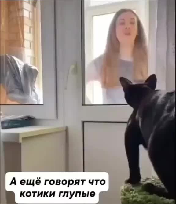 2 котика видео. Два котика. Милые котята поют. 2 котика видео. Коты.