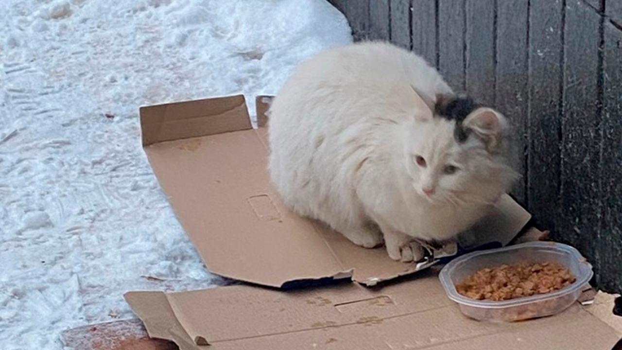 Если я вам не отвечаю значит за компом мой кот. Мочекаменная болезнь у животных. Кошка учит уроки. Котики всегда чудесно выглядят. Нормальная поза кот.