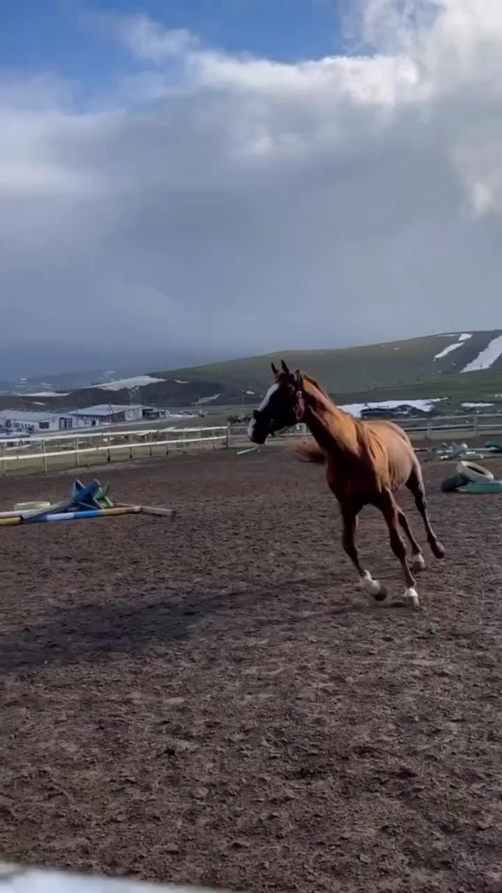 Konkur_dagestan | Наши будни! На этом видео и наши походные лошадки, и  споривные. Всем им мы стараемся разнообразить досуг #конкур05 #дагестан # лошадь #horses | Дзен