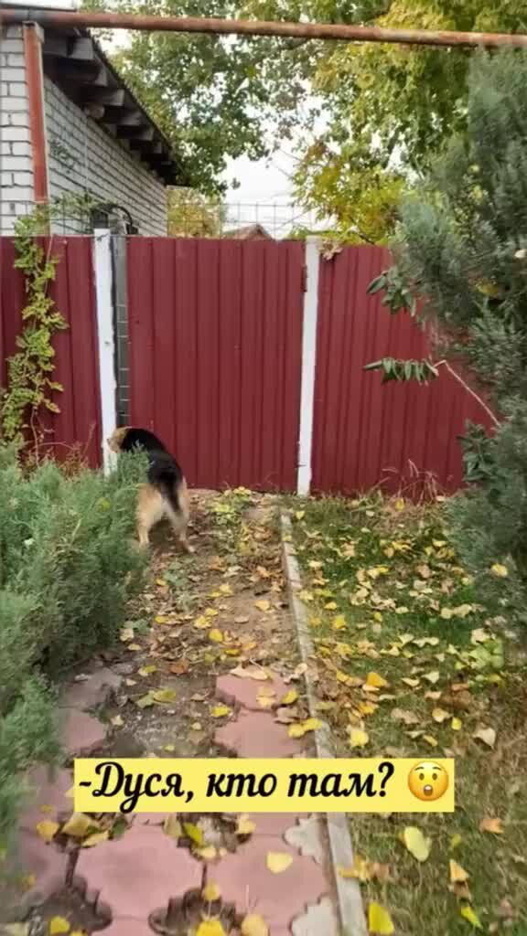 Леша сосед