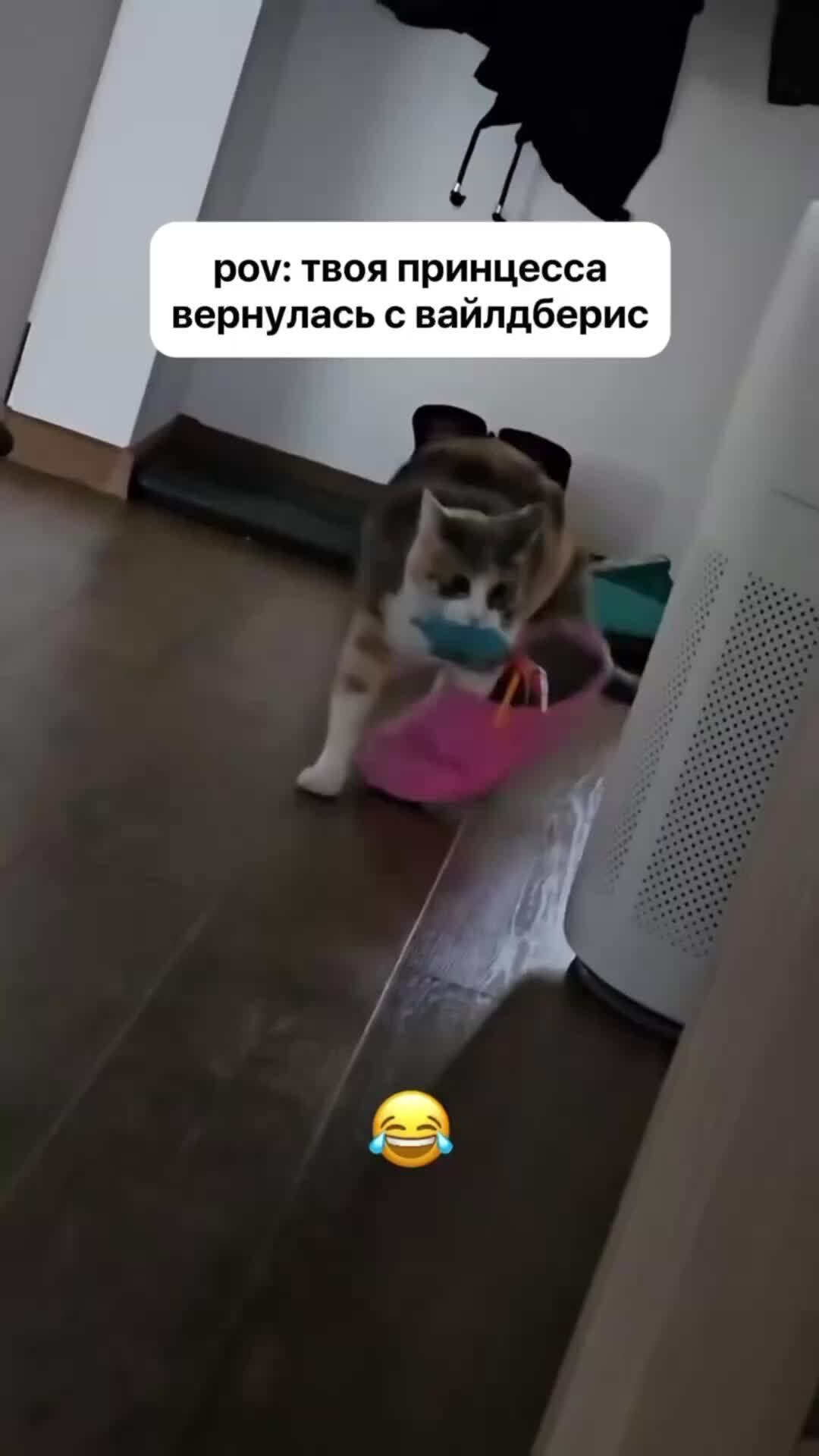 песня котик симба. кот симбочка. симбочка младший. песня котик симба. песня котик симба.