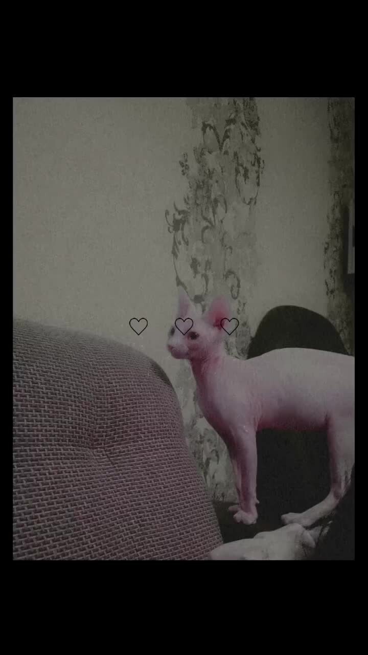 Еду еду еду еду я по свету у прохожих на виду. Стихи михалкова для детей. Машина едет далеко текст. Тексты детских песен. Песня еду еду еду по русский.