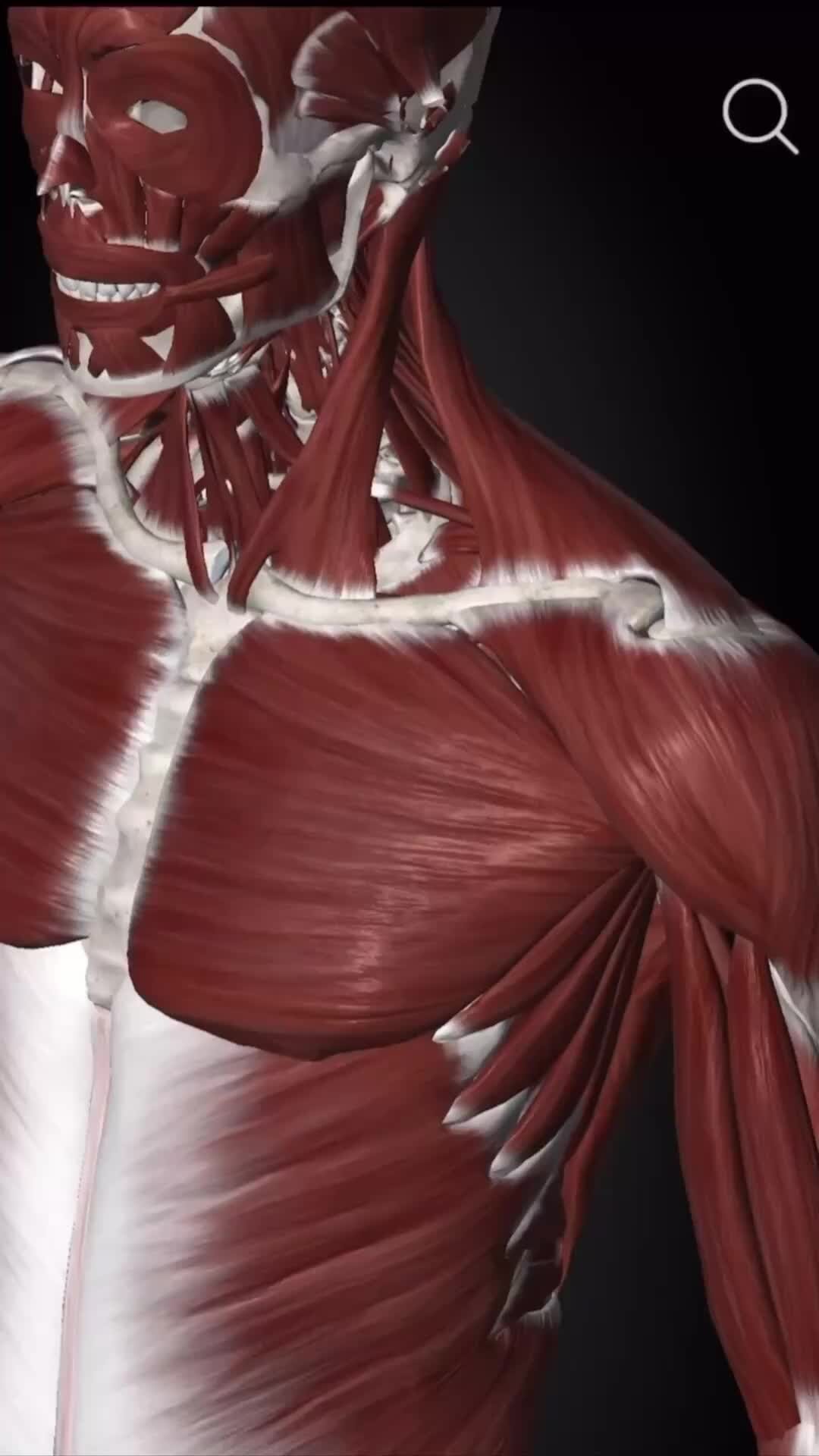 Малая грудная мышца m pectoralis Minor