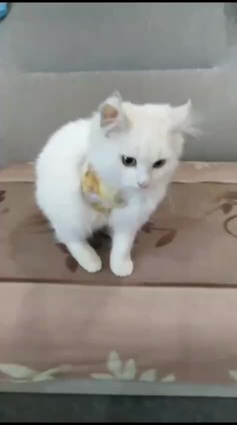 Передержка животных "Добрые руки" | Как живет котенок без лапки. Всем ...