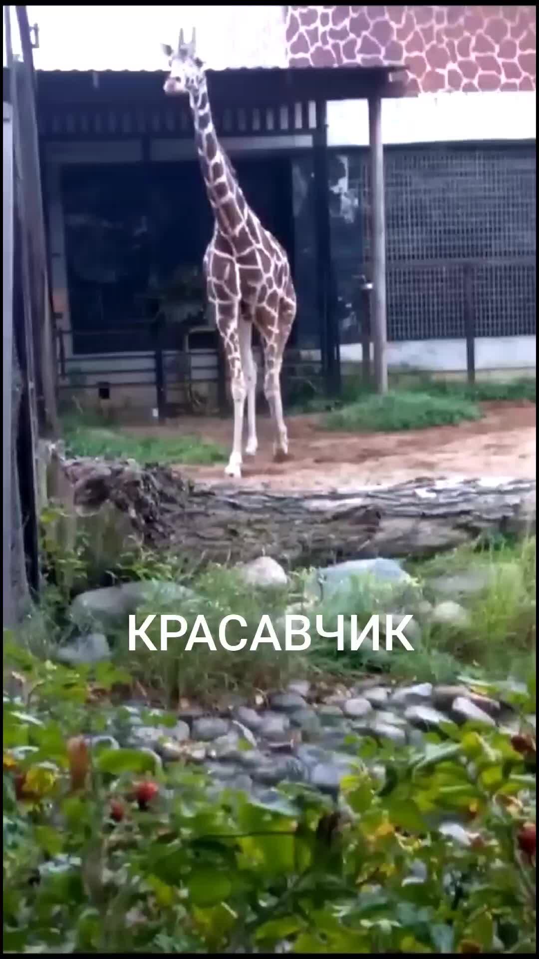 Я ВАМ РАССКАЖУ... рассказы и истории | В Питерском зоопарке. | Дзен