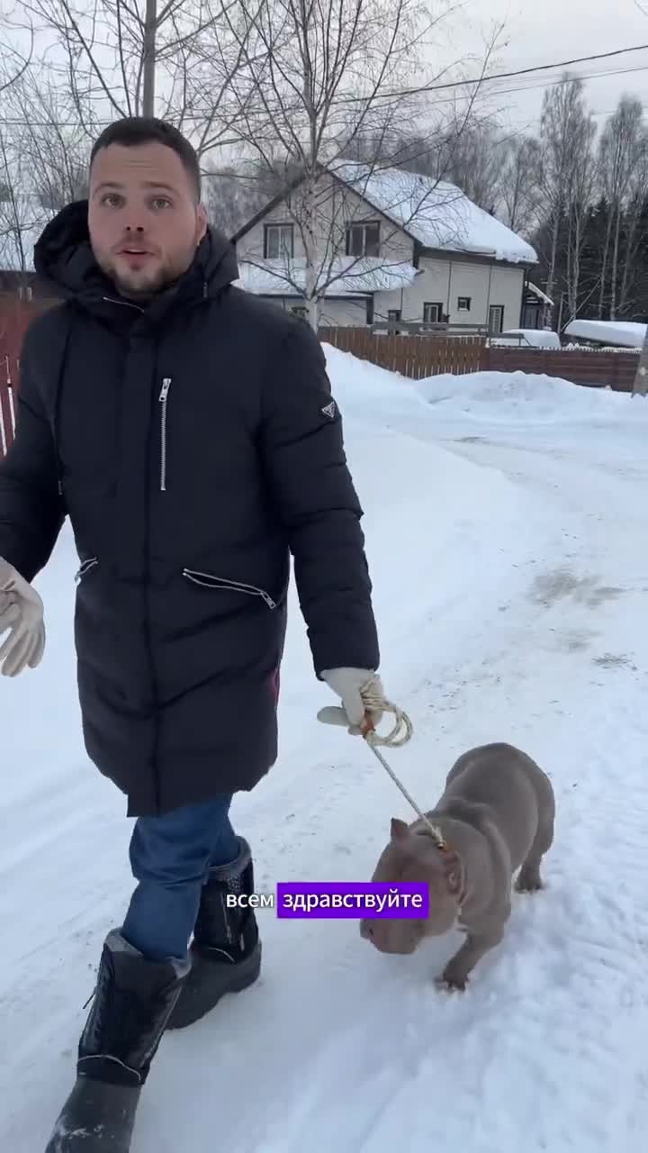 Как отучить щенка писать. Собака в квартире нагадила. Джек рассел. Как отучить щенка писать. Писающая собачка.