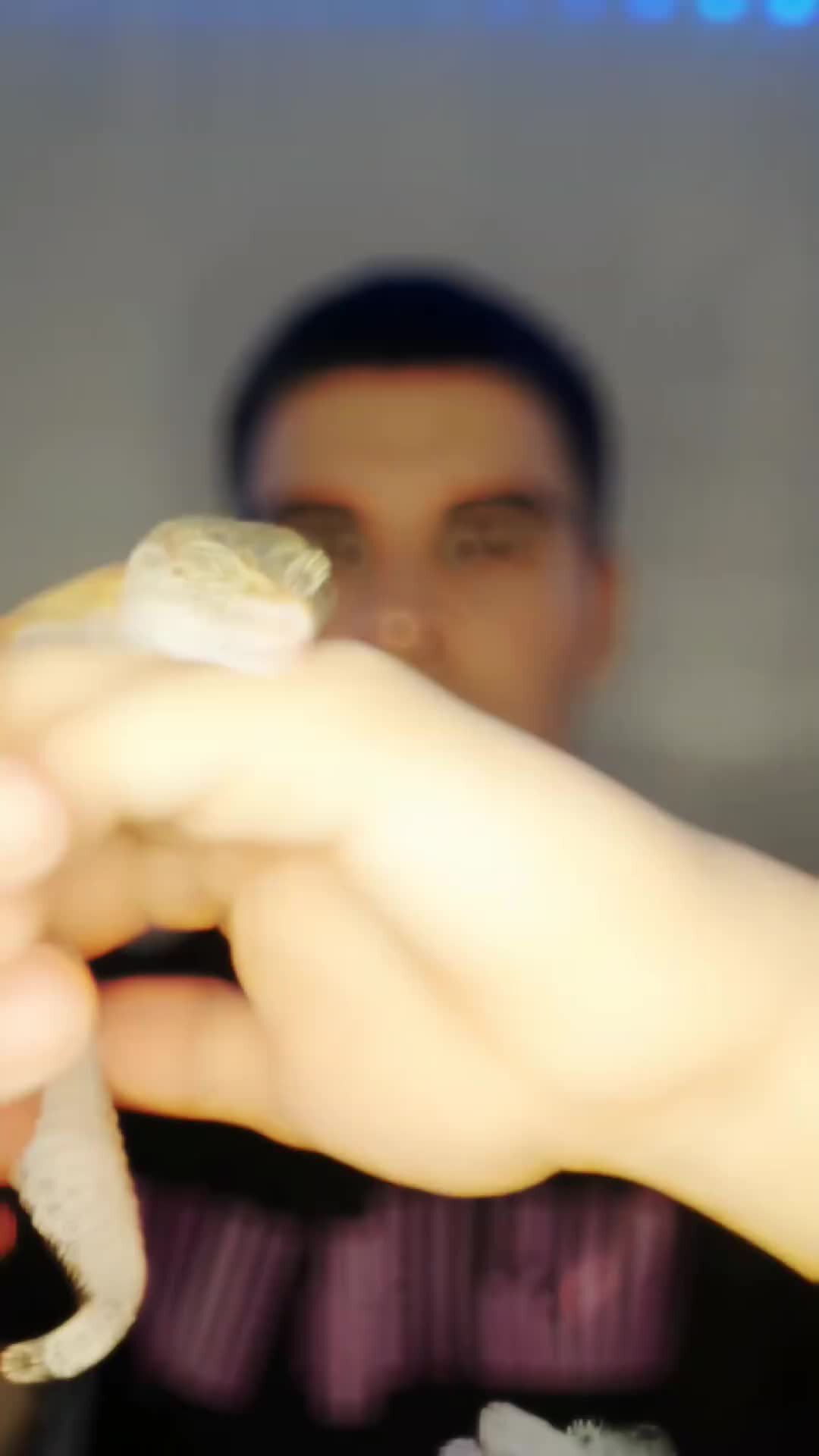 Какие фрукты и ягоды можно давать котятам?