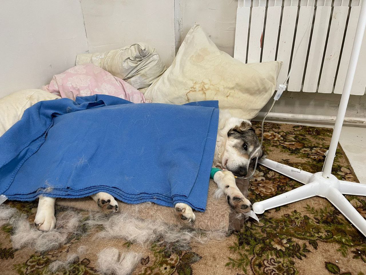 Спокойно лежала. Я у твоих ног. Спокойно лежала. Коты мемы с надписями. Спокойно лежала.