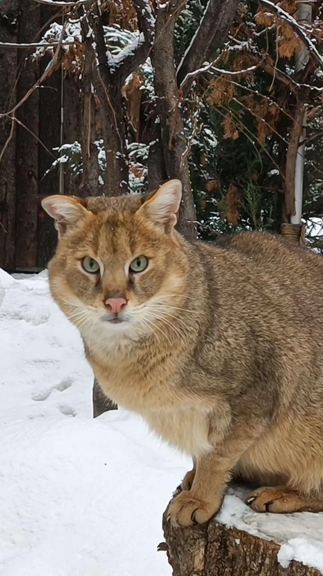 Камышовый кот купить