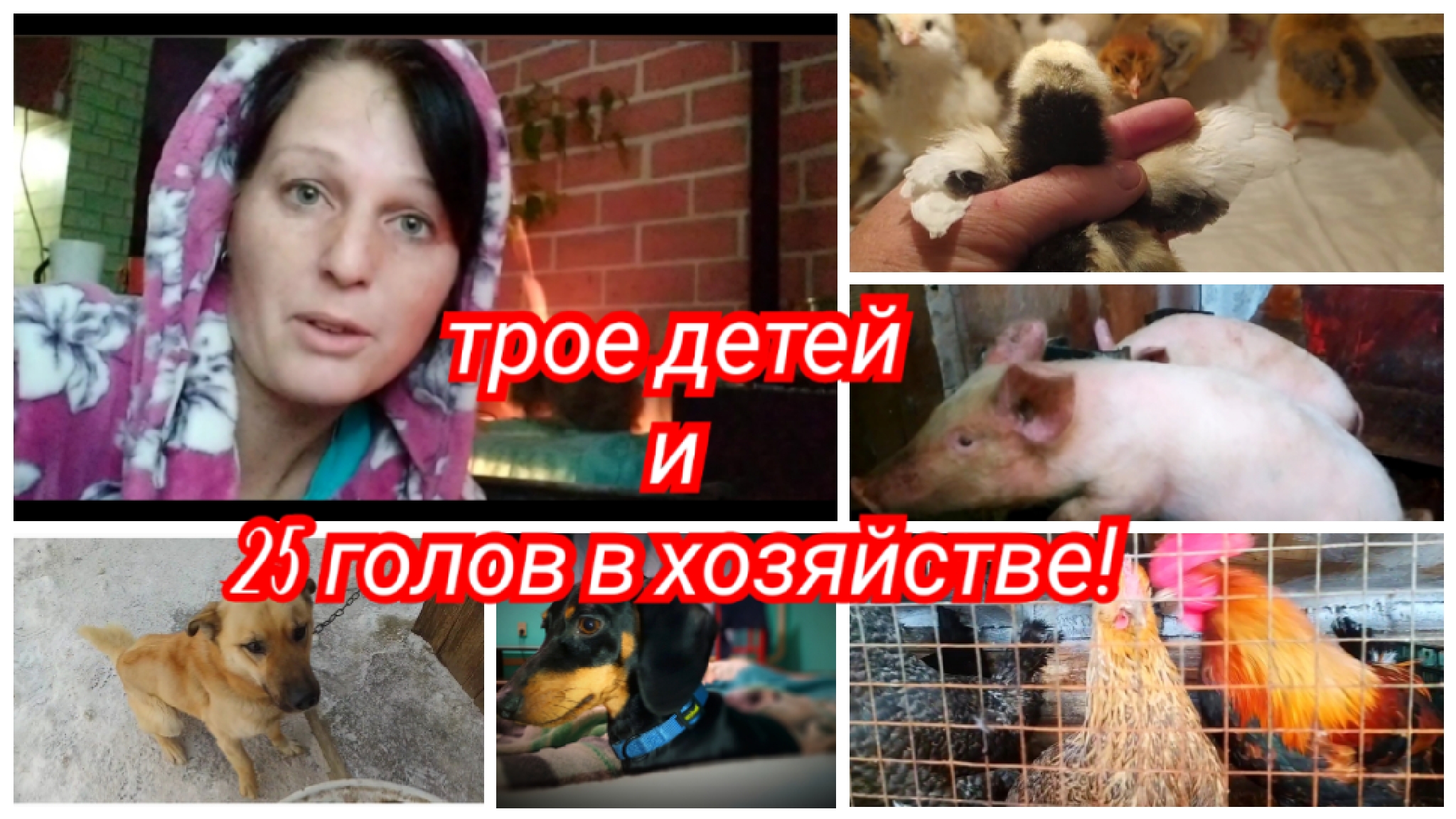 собаки умеют любить. истории о преданности животных. почему собака живет. презентация на тему собаки. почему собака живет.