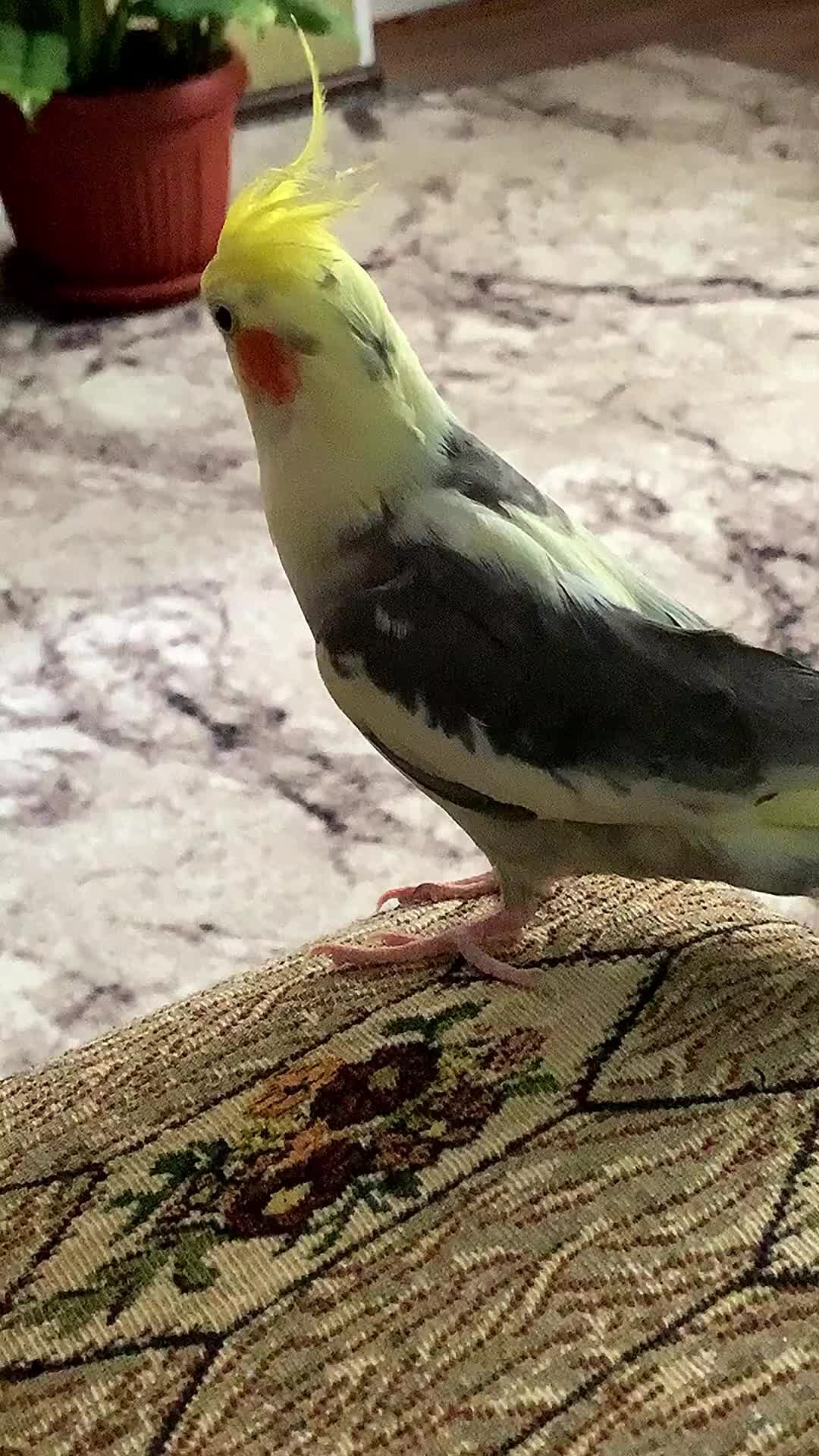 Попугай по имени Корелла стал интернет-звездой благодаря своему крику