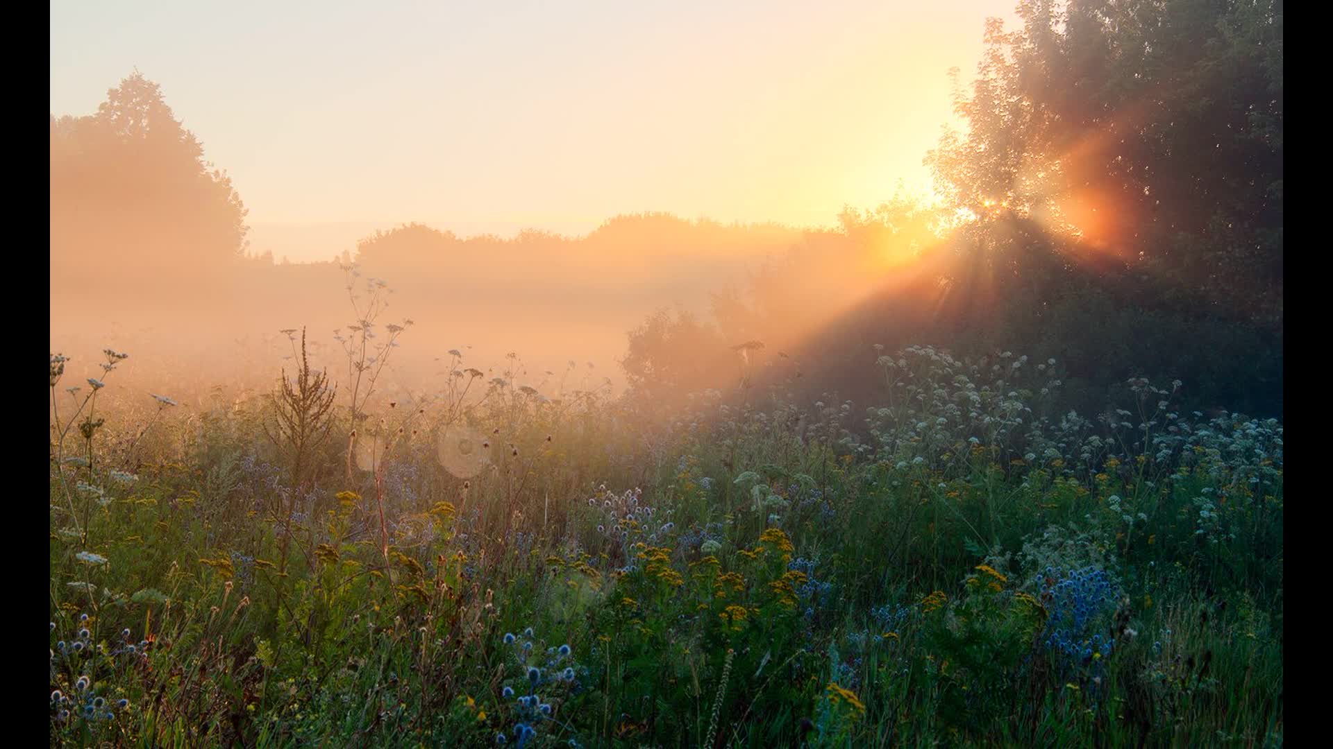 Ветре ое утро. Утро (Утренняя Заря) (1534). Утренний пейзаж. Рассвет летом. Туманный пейзаж.