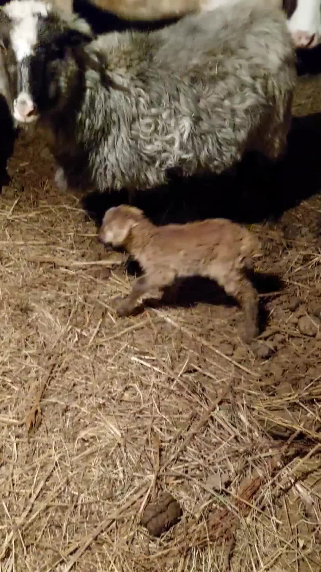 жизнь ягненка. овечка дикое животное. ягненок. ягнята тексель. красивая овца.