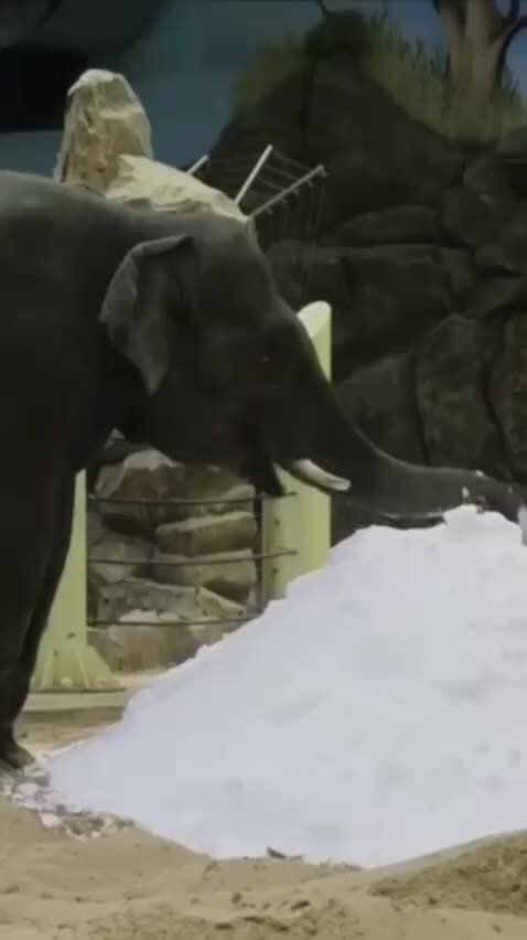 Слоник на веревочке. Слон в комнате. Притча про слона. Мудрецы и слон. Слоны видят людей.