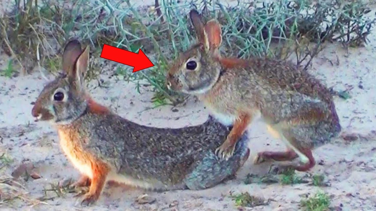 Элементы устоя жд моста. Шкафная стенка устоя моста схема. Обратная стенка устоя моста. Задняя грань устоя моста это. Устой с обратными стенками.