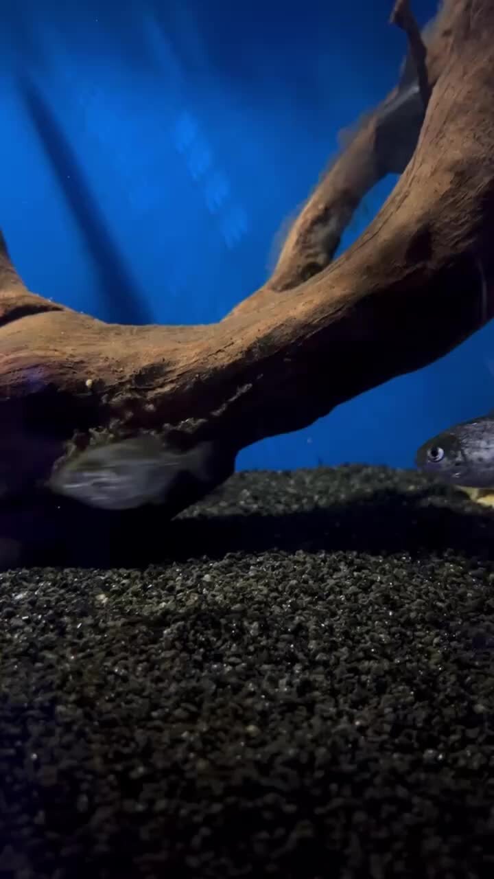 Аквариумы, рыбки и все для них | Пиранья обыкновенная Pygocentrus ...