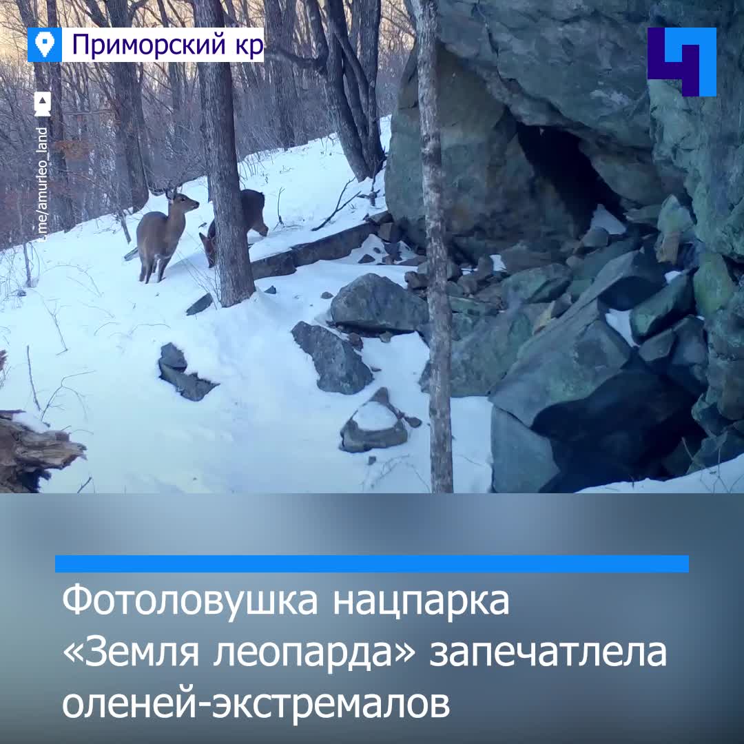 приморье выборы. приморье выборы. выборы в приморье. выборы губернатора приморья. кандидаты в губернаторы приморского края 2020.