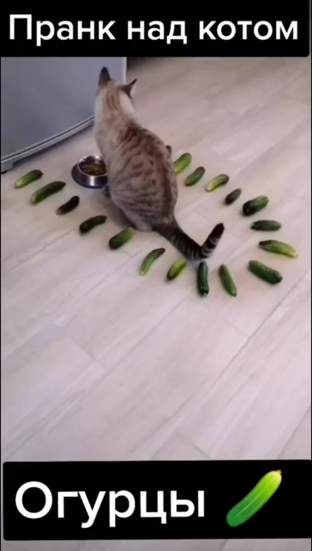 Кот и огурец приколы