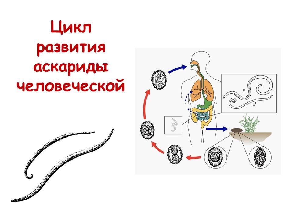 Цикл аскариды схема. Цикл развития аскариды человеческой. Жизненный цикл аскариды человеческой рисунок. Схема размножения человеческой аскариды. Циклы развития паразитических червей аскарида.