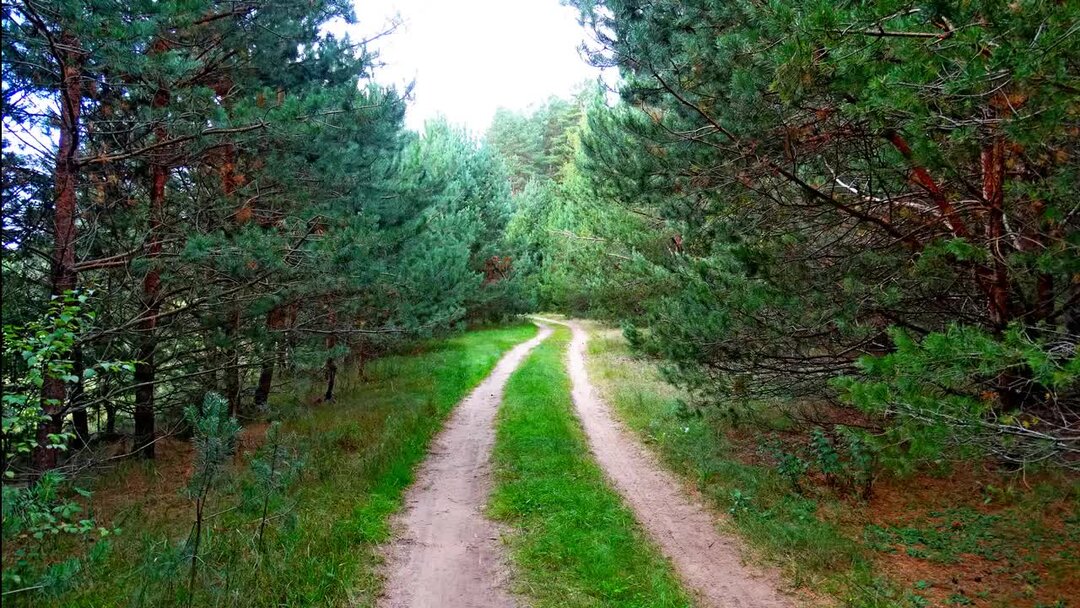 Лесная сколько звуков