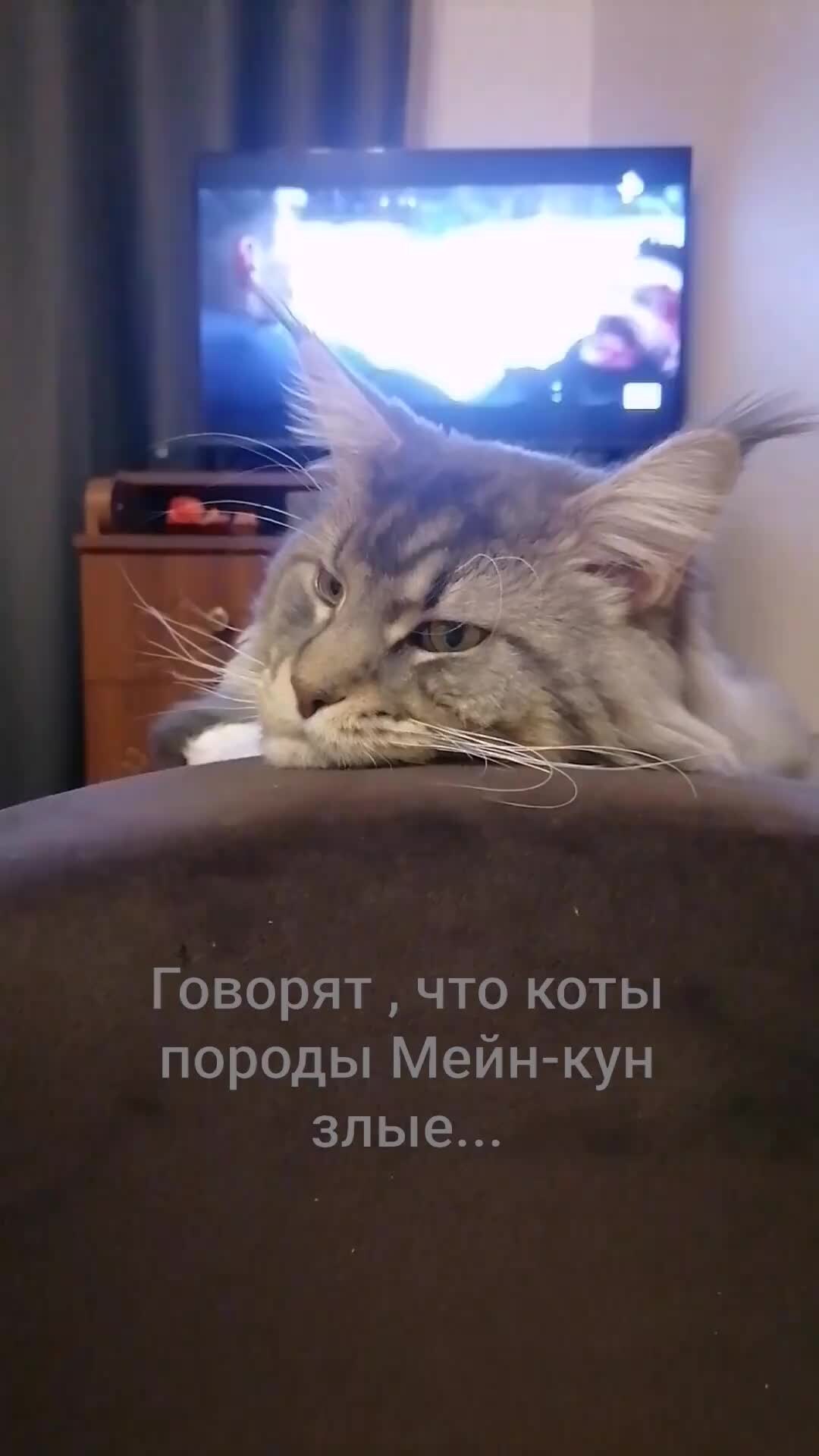 Американский мейн кун