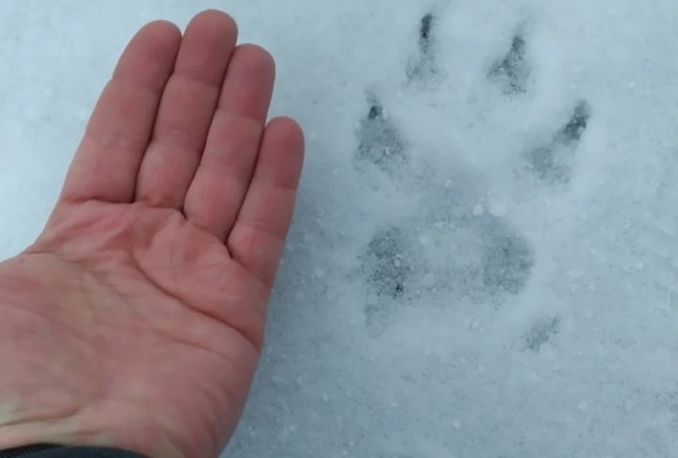 Следы волка зимой. Как выглядит след волка зимой. Следы волка зимой. След лисы и волка отличия. Следы собаки на снегу.