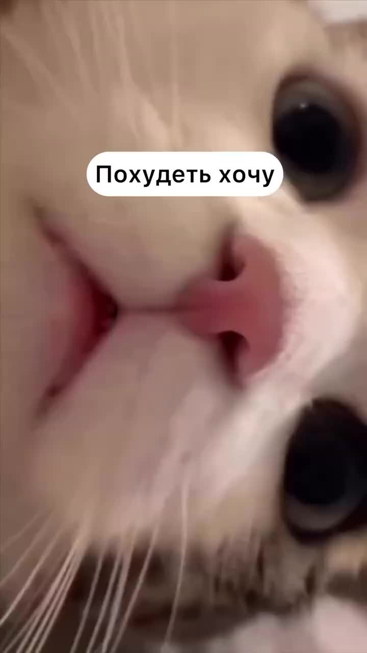 Ugweys. Мяуканье кошки слушать. Бахнула пельмешек. Cat saying huh.