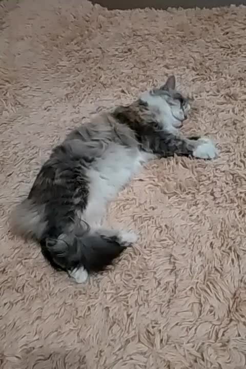 Сон кошка с котятами Сон кошка с котятами