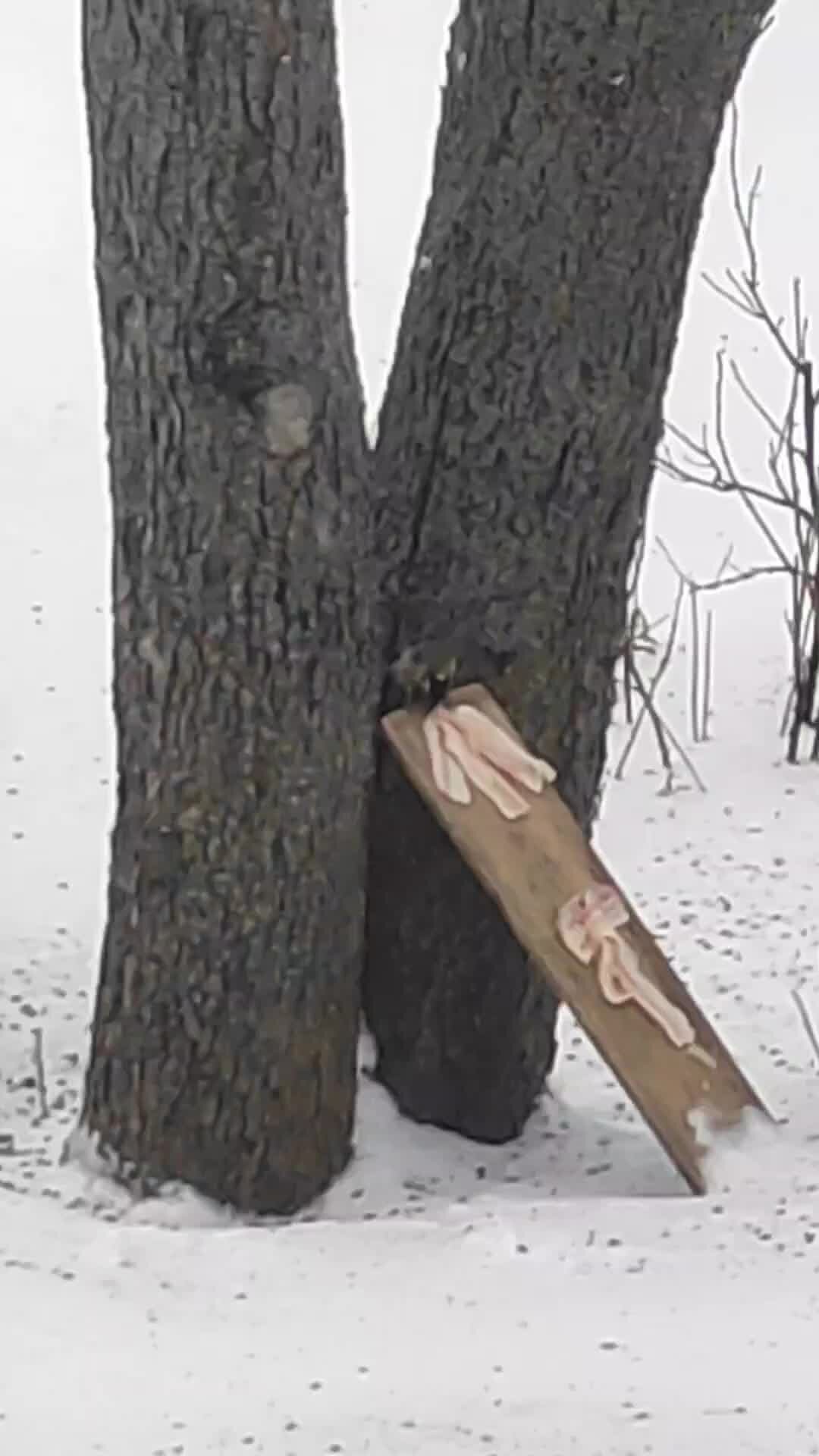 Вороватое животное. Кот ворует еду. Воровство животных. Обезьяна крадет. Воровство животных.