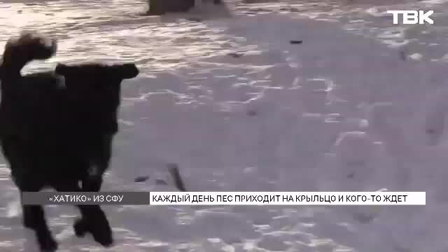 Коронавирус в красноярске на сегодня какие вводятся ограничения. Объявления твк красноярск. Объявления твк красноярск. Реклама "говори на твк". Виталий поляков твк красноярск.