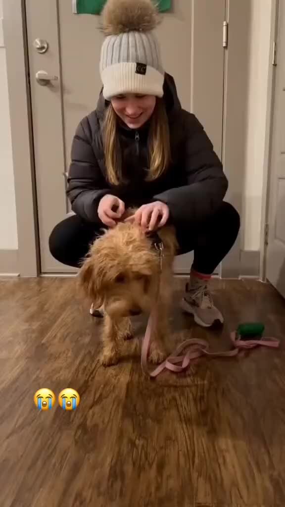 собака mail точка. скопировать значок собака для почты. значок собака майл. собака знак. собачка символ.