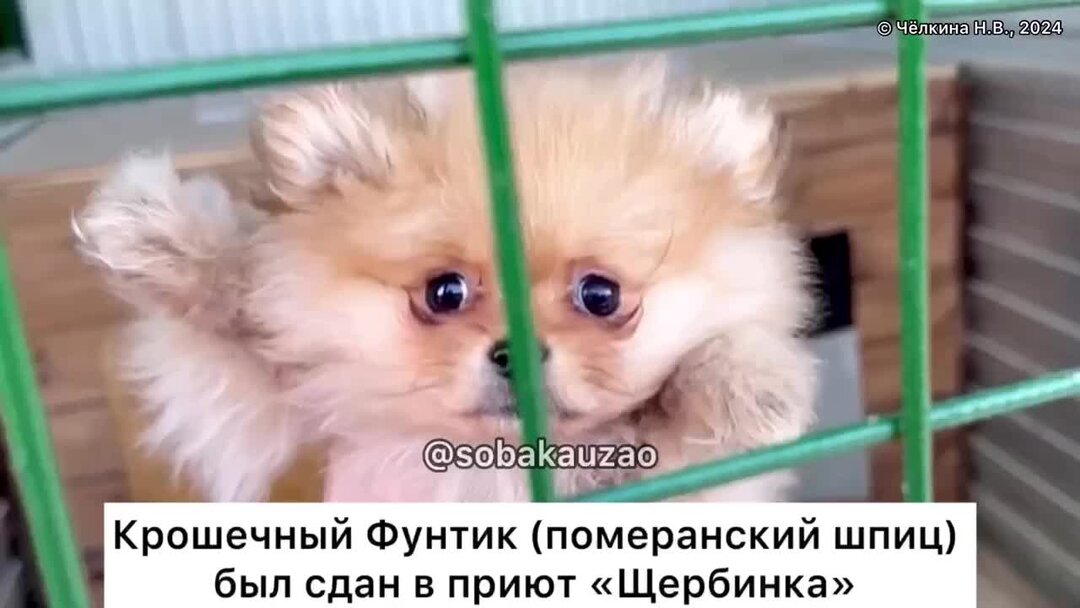 что делать если хотят сдать в детдом