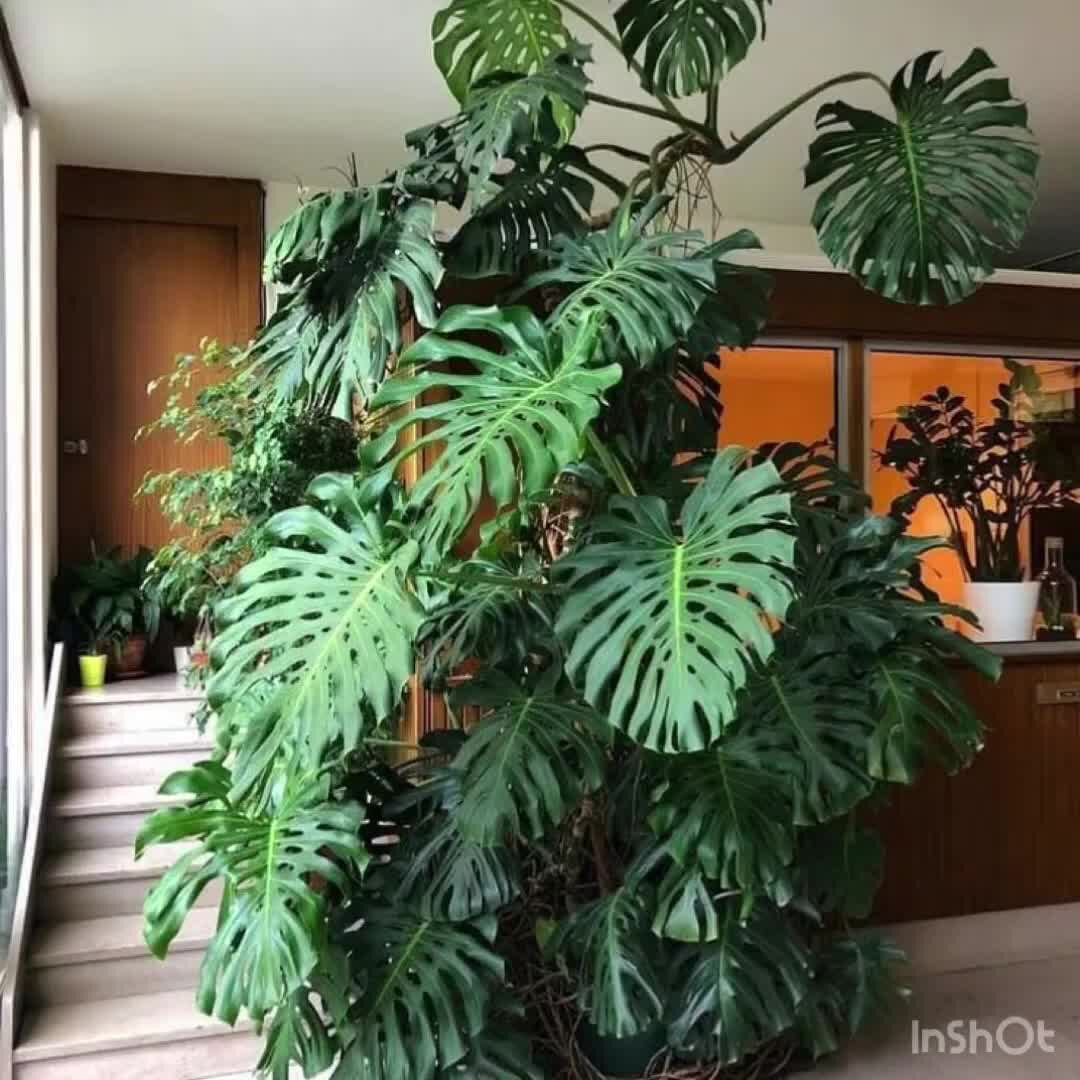 Фото комнатных цветов больших LECHUZA CUBICO 40 (39,5*39,5*75,5) купить в магазине Сто Цветов