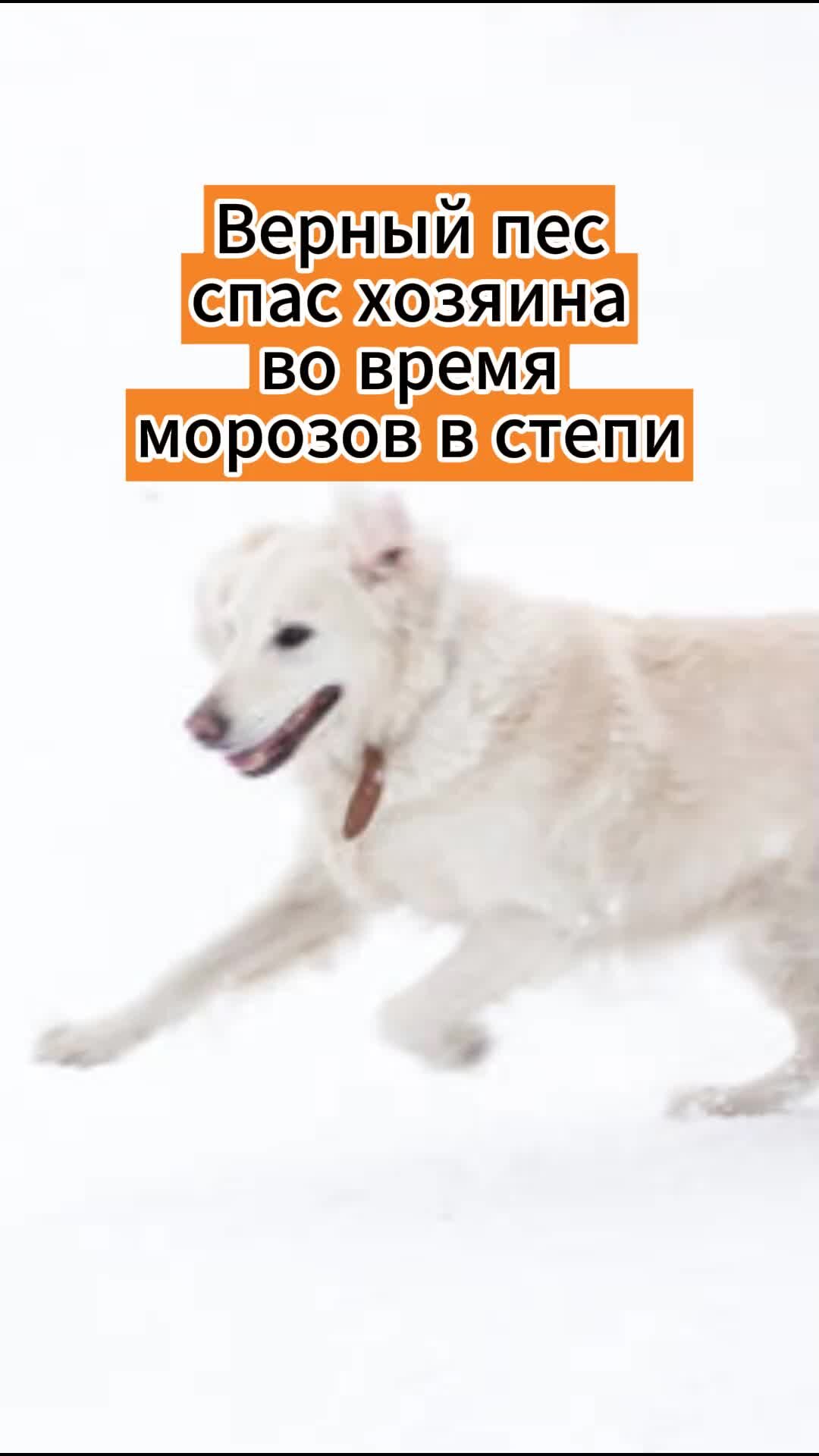 Степная собака