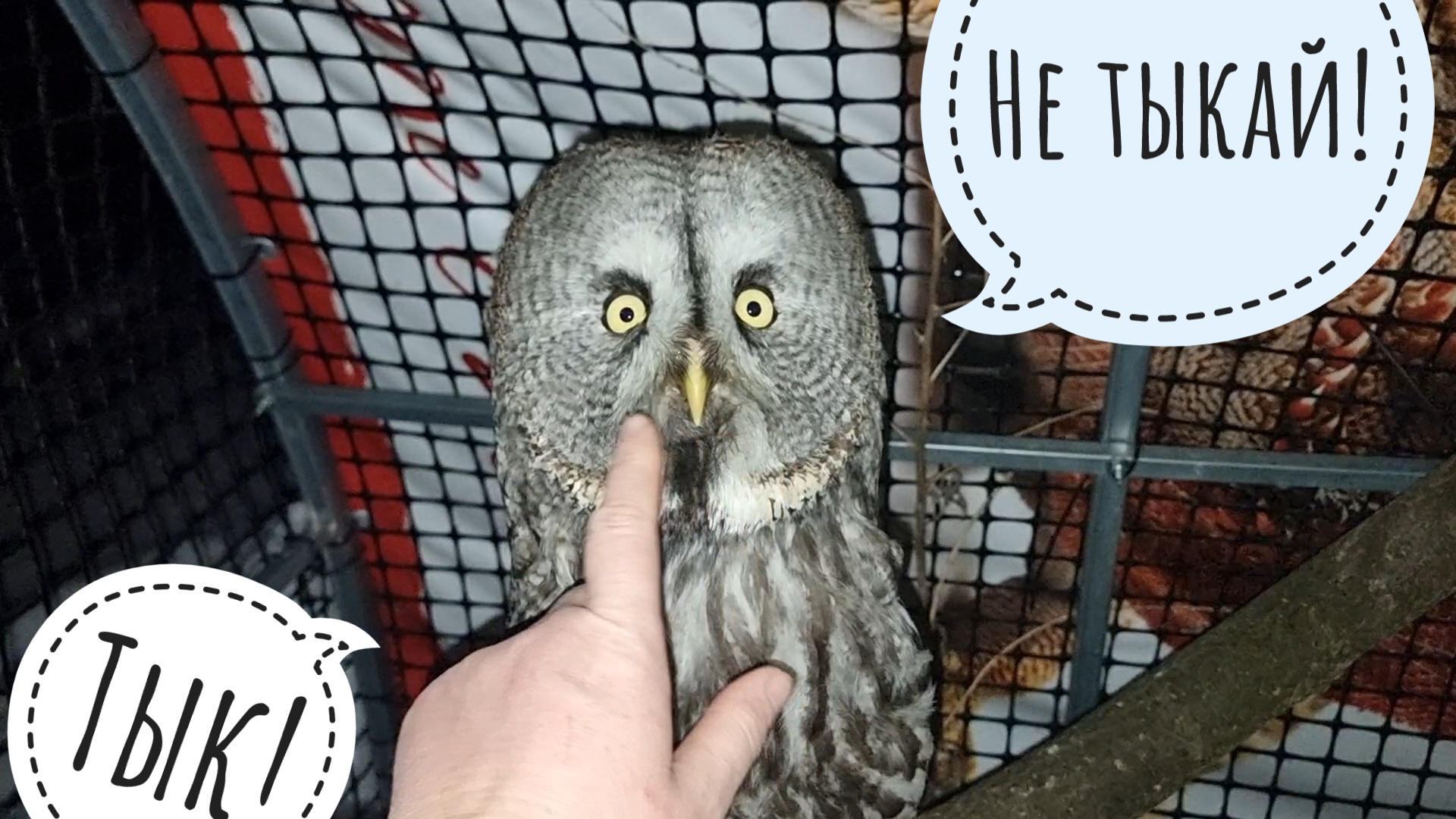 Тролль днд. Троллинг животными. Толстый тролль. Лесной тролль гарри поттер. Тролль зверь.