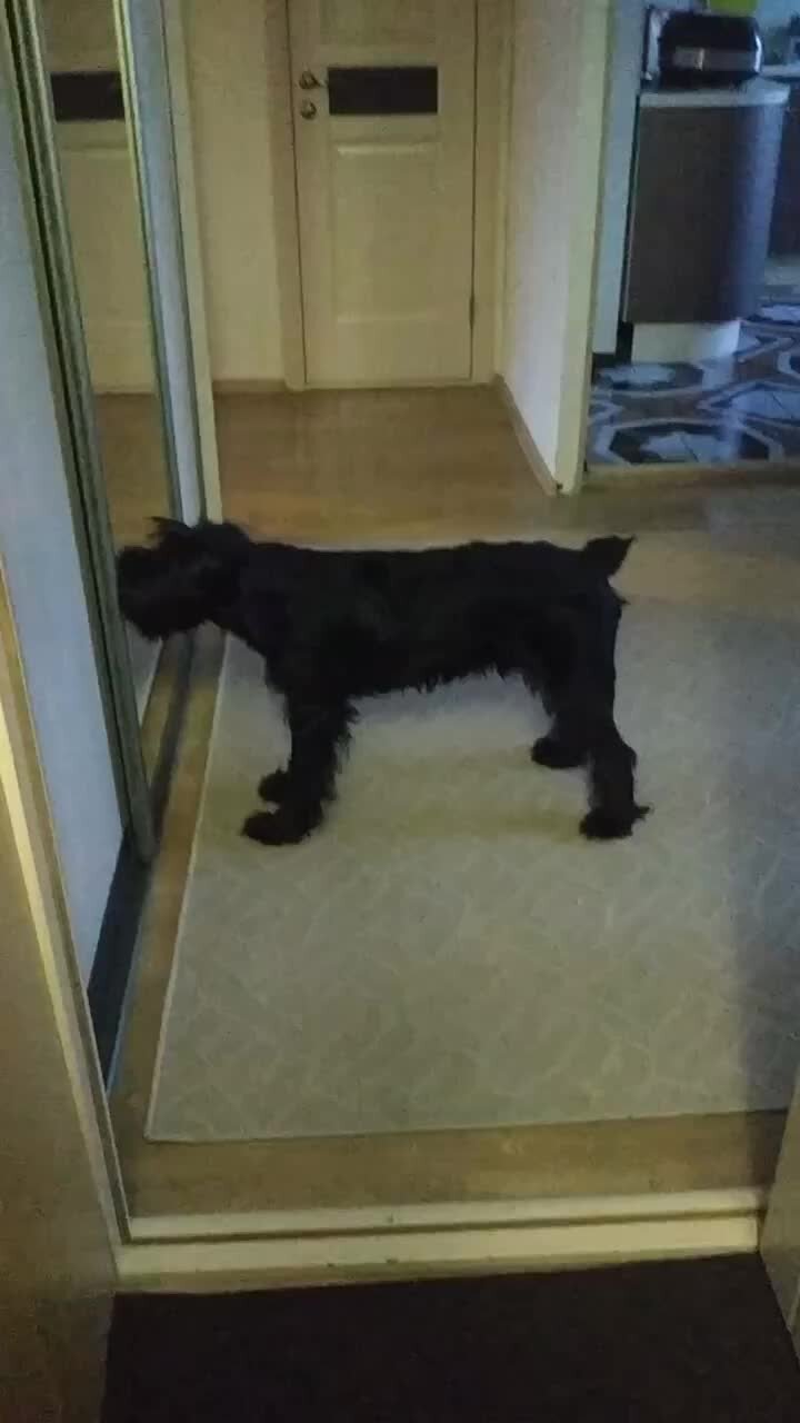 лающая собака. агрессивная кусачая собака.