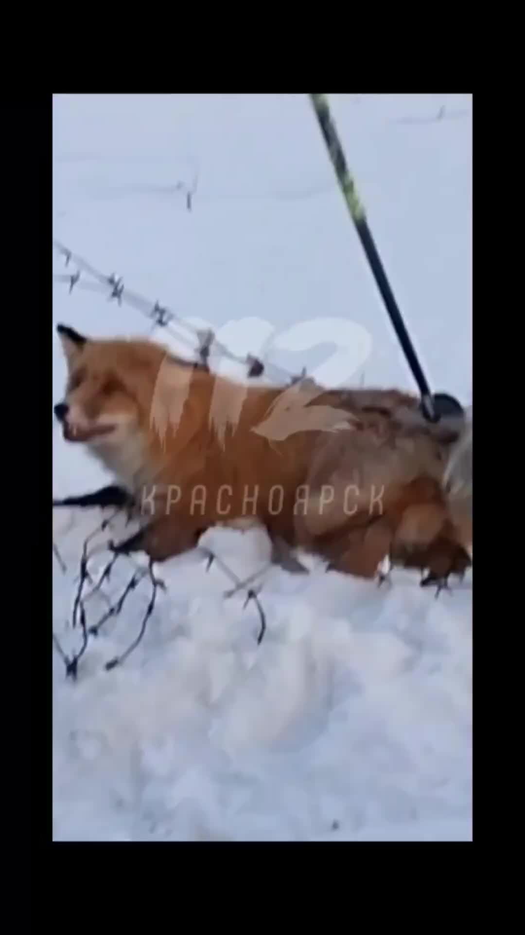 лиса в жизни.