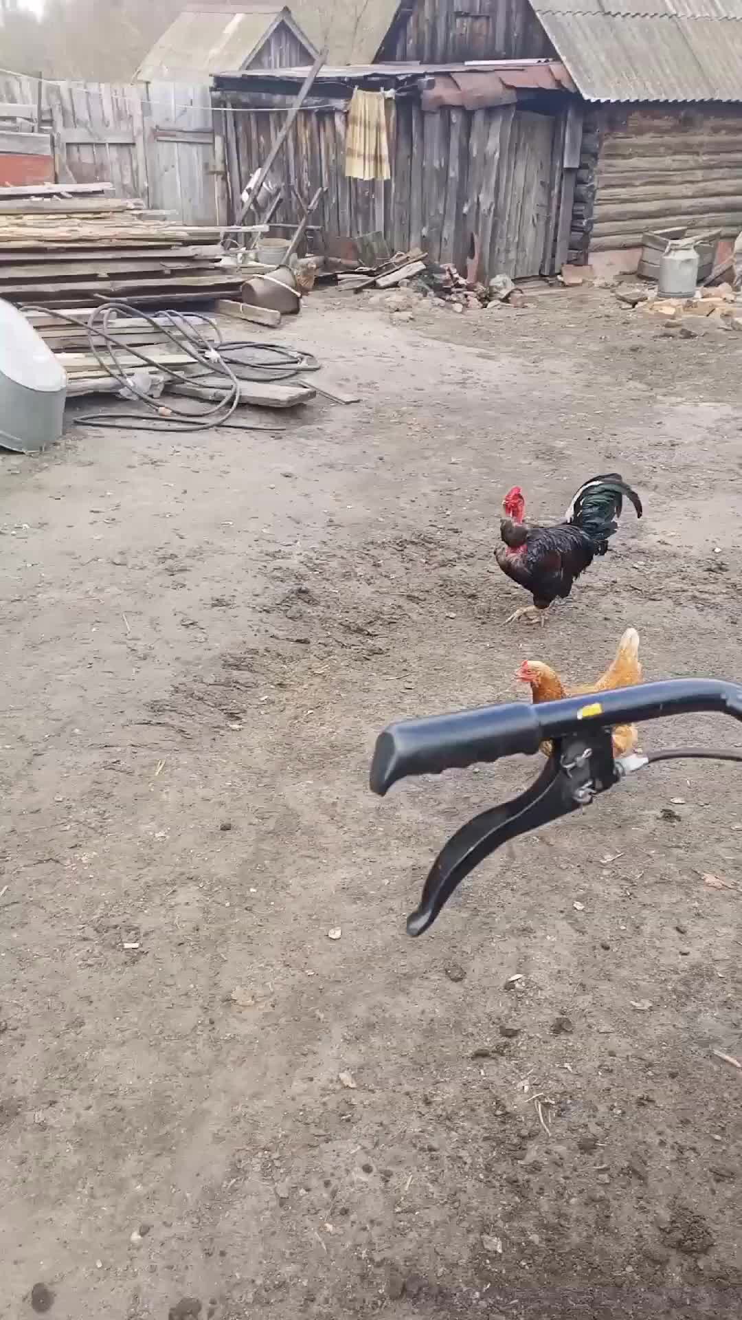 Петух лысый