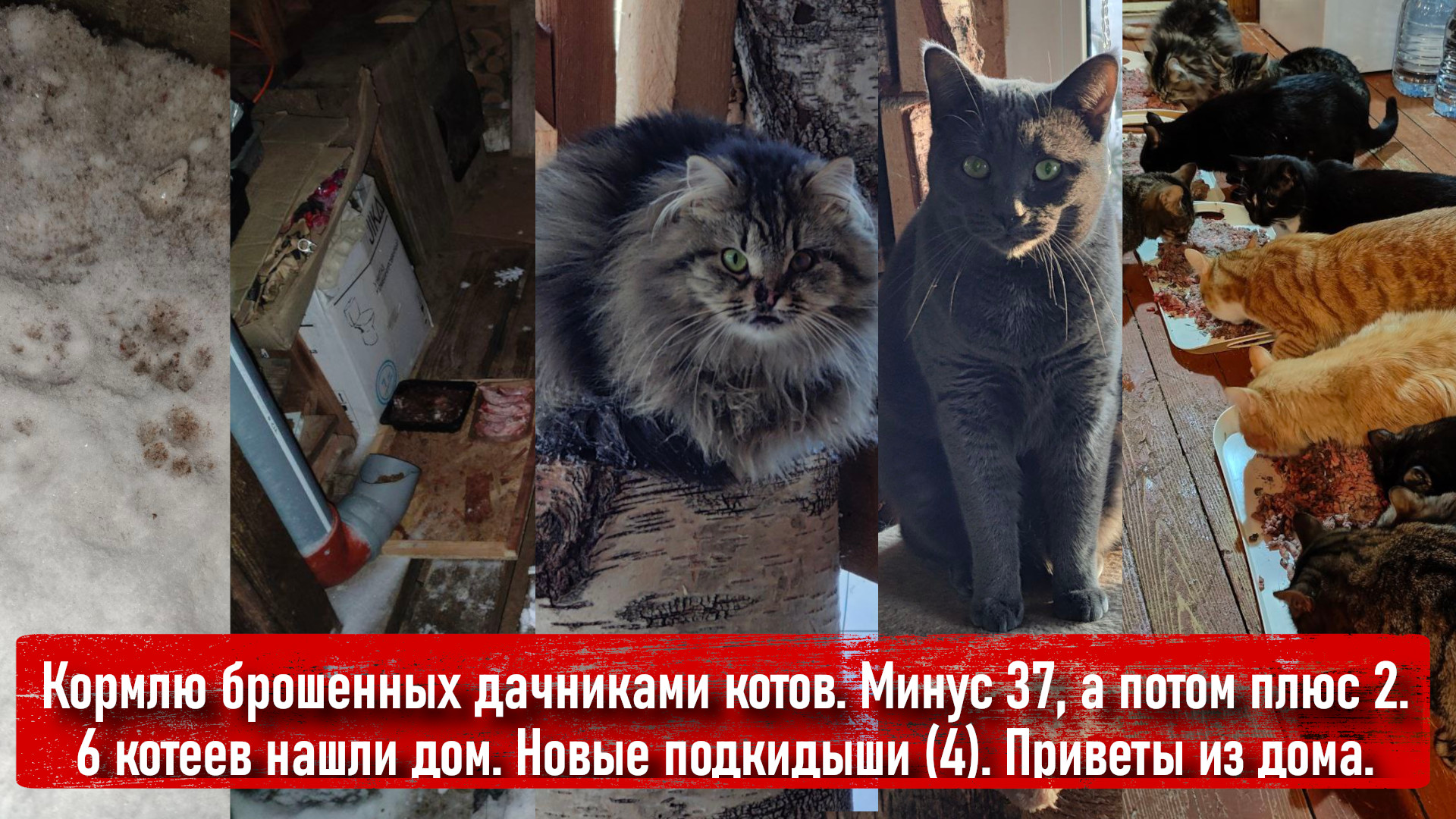 Спасение животных 2. Спасение животных 2