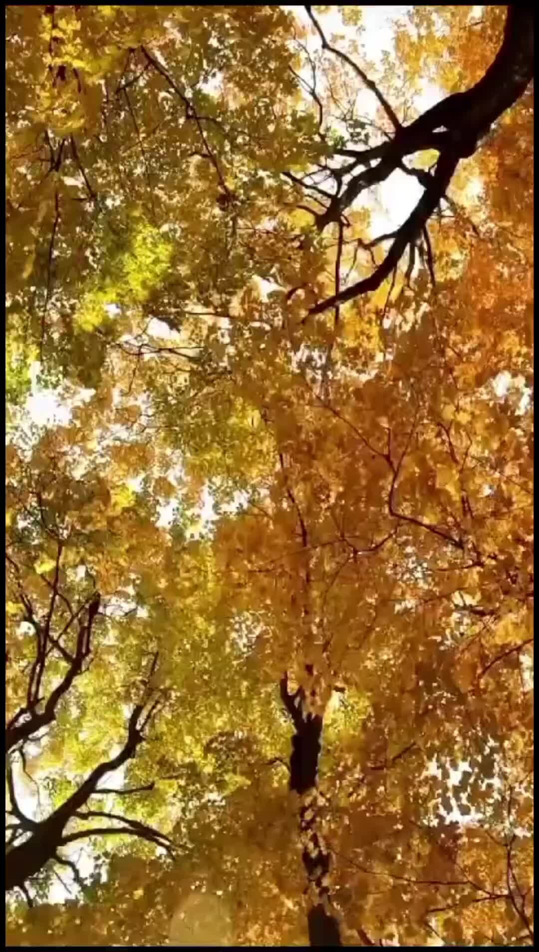 осень в лесу. осенний пейзаж. 1 была осень. осень яркая пора. красивая осень.