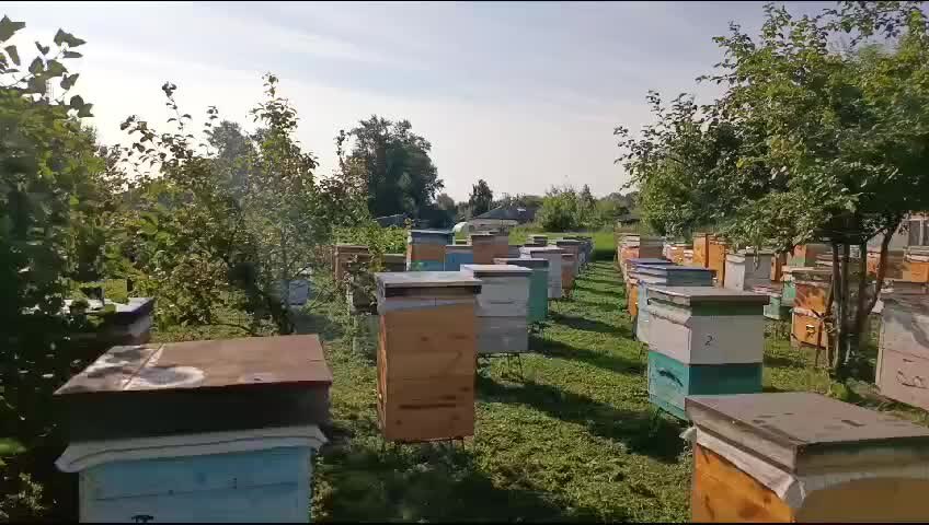 Пчеловодство в алтайском крае. Пчеловодство в алтайском крае