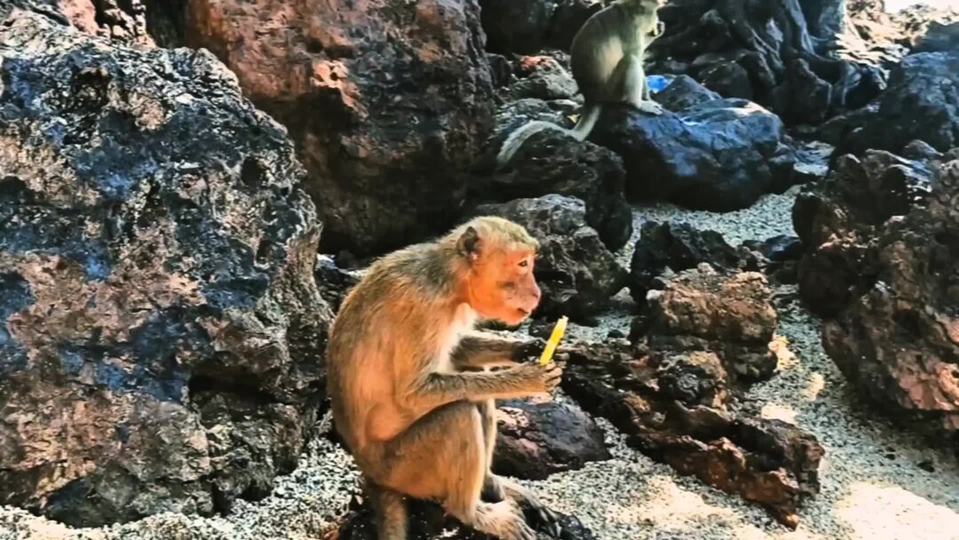 Кого генералы встретили на острове. Генерал армии сша кортеж. Американские пленные на украине. Картаполов зво. Начальник штаба.